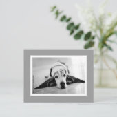 白黒バセットポストカード ポストカード (スタンド正面)