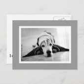 白黒バセットポストカード ポストカード (正面/裏面)