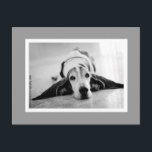 白黒バセットポストカード ポストカード<br><div class="desc">Arizona Basset Hound Rescue,  Inc.は、非営利動物福祉団体や組織501(c)(3)として、アリゾナ州での支援を必要とするBasset Hounds、Bloodhhounds、Basset Houndのミックスに対し気に、獣医、食品、サポート、シェルターを提供している。我々は、これらの動物を私たち自身として扱う気に。これらのバセット・ハウンド、ブラッドハウンド、バセット・ハウンドのミックスが私たちの中で行う生活の質に対する思いやりに基づいて決定を行気にう。犬の性格や行動、特別な気にニーズをガイドとして使用した里親の中で、犬に必要なサポートを提供する。私たちは、バセット・ハウンド、ブラッド・ハウンド、バセット・ハウンドの減らミックスの安楽死のために地元と州シェルターと協力して働いている。</div>