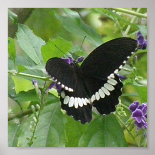 白黒バタフライプリント ポスター (正面)