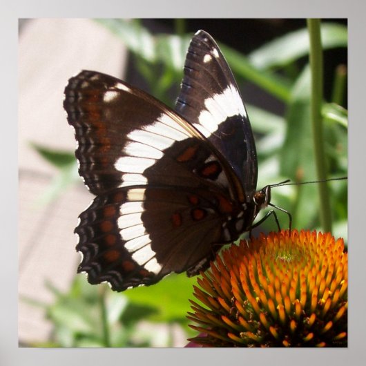 白黒バタフライ49 ポスター (正面)