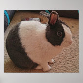 白黒バニーのポスター ポスター (正面)