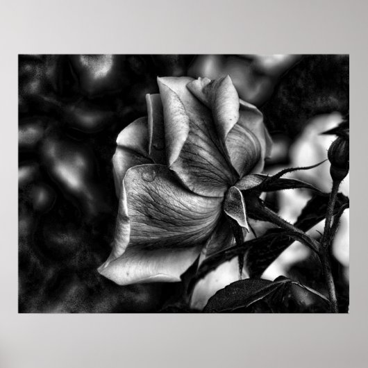 白黒バラのスケッチ ポスター (正面)