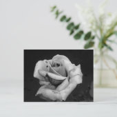 白黒バラ ポストカード (スタンド正面)