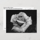 白黒バラ ポストカード (正面/裏面)