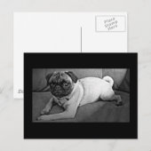 白黒パグ ポストカード (正面/裏面)