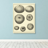 白黒ヒトデ キャンバスプリント (インサイチュ (ウッドフロア))