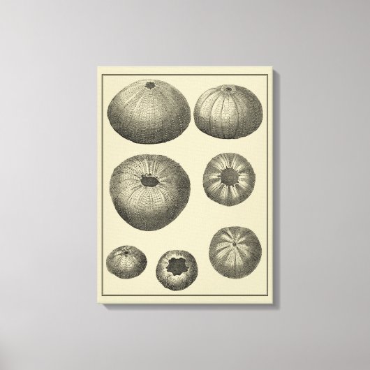 白黒ヒトデ キャンバスプリント (正面)