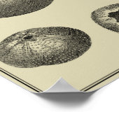 白黒ヒトデ ポスター (角)