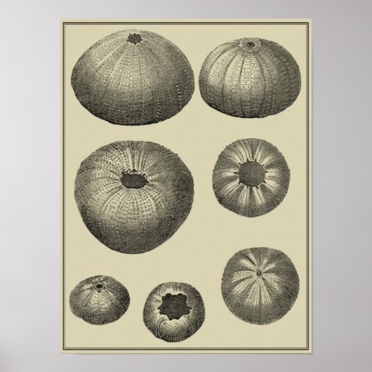 白黒ヒトデ ポスター (正面)