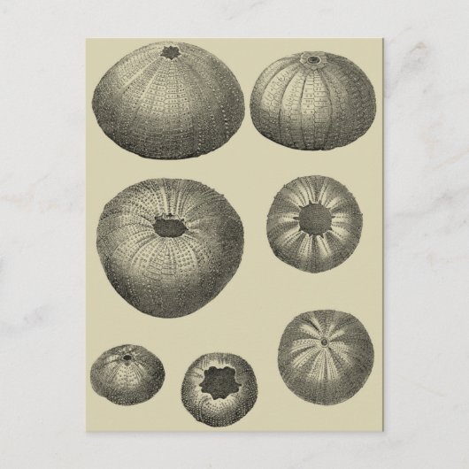 白黒ヒトデ ポストカード (正面)