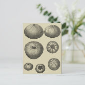 白黒ヒトデ ポストカード (スタンド正面)