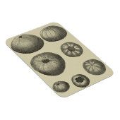 白黒ヒトデ マグネット (右側)