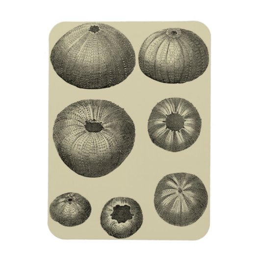 白黒ヒトデ マグネット (縦)