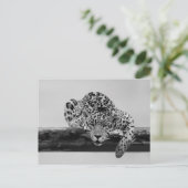 白黒ヒョウ ポストカード (スタンド正面)