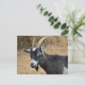 白黒ビリーヤギ ポストカード (スタンド正面)