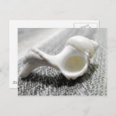 白黒ビーチシーシェル写真 ポストカード (正面/裏面)