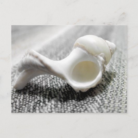 白黒ビーチシーシェル写真 ポストカード (正面)