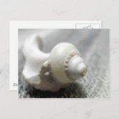 白黒ビーチシーシェル写真 ポストカード (正面/裏面)