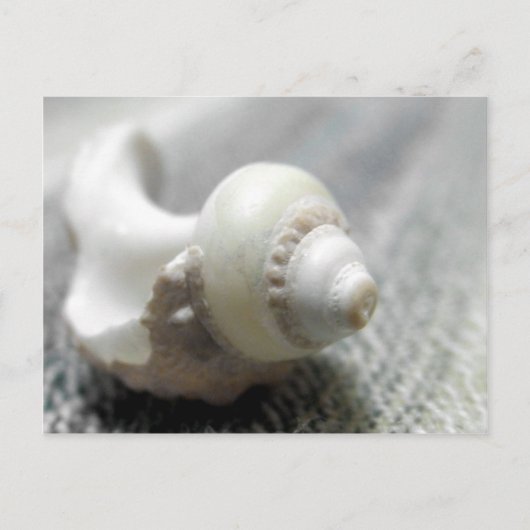 白黒ビーチシーシェル写真 ポストカード (正面)