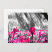 白黒ピンクフラワーモノクロ ポストカード (正面/裏面)