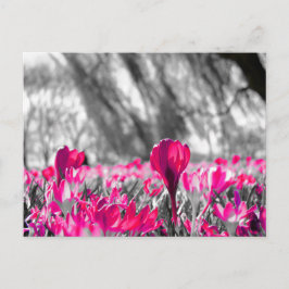 白黒ピンクフラワーモノクロ ポストカード