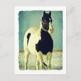 白黒ピント ポストカード