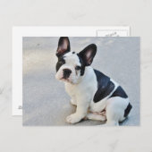 白黒フレンチ・ブルドッグ ポストカード (正面/裏面)