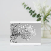 白黒フローラ ポストカード (スタンド正面)