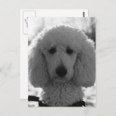 白黒プードル顔子犬の目 ポストカード (正面/裏面)