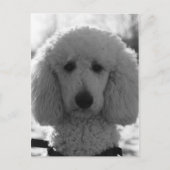 白黒プードル顔子犬の目 ポストカード (正面)