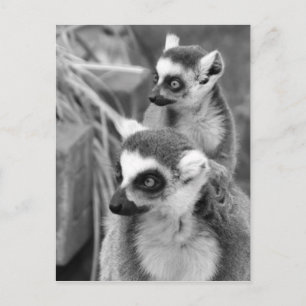 白黒ベビーを持つリング後につかれたlemur ポストカード