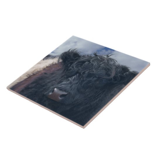 白黒ベルテッドガロウェイ牛クローズアップ タイル (側面)