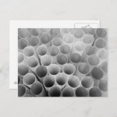 白黒ベンディストロー ポストカード (正面/裏面)