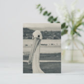 白黒ペリカン写真 ポストカード (スタンド正面)