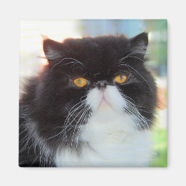 白黒ペルシャ猫マグネット マグネット