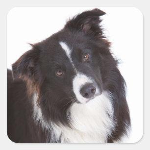 白黒ボーダーコリーの小犬 スクエアシール