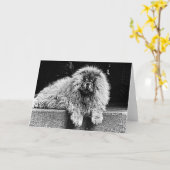 白黒ポーチのチャウチャウ犬 カード (黄色い花)