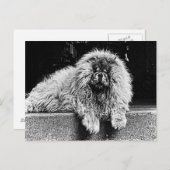 白黒ポーチのチャウチャウ犬 ポストカード (正面/裏面)