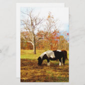 白黒ミニチュアポニー/馬 便箋 (正面/裏面)