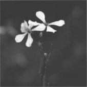 白黒ミニマルフローラ シール (正面)