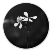 白黒ミニマルフローラ セラミックノブ (正面)