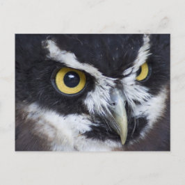 白黒メガネフクロウ ポストカード