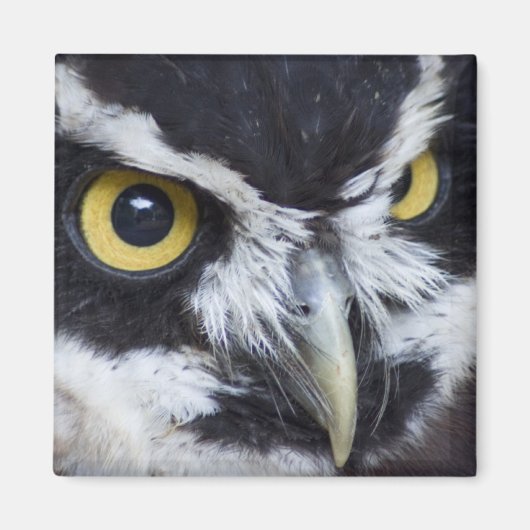 白黒メガネフクロウ マグネット (正面)