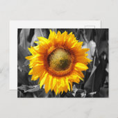 白黒モノクロイエローヒマワリ ポストカード (正面/裏面)