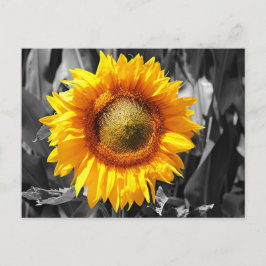 白黒モノクロイエローヒマワリ ポストカード
