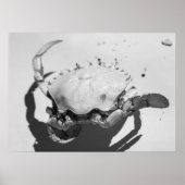 白黒モノクロームシー海カニ ポスター (正面)