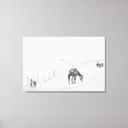 白黒モノクロ農村野生の馬 キャンバスプリント (正面)