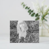 白黒ヤギ ポストカード (スタンド正面)