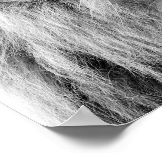 白黒ライオンの動物の野生のジャングル写真 ポスター (角)